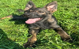 German Shepherd dogs for sale: Luna N Bella - Image 3