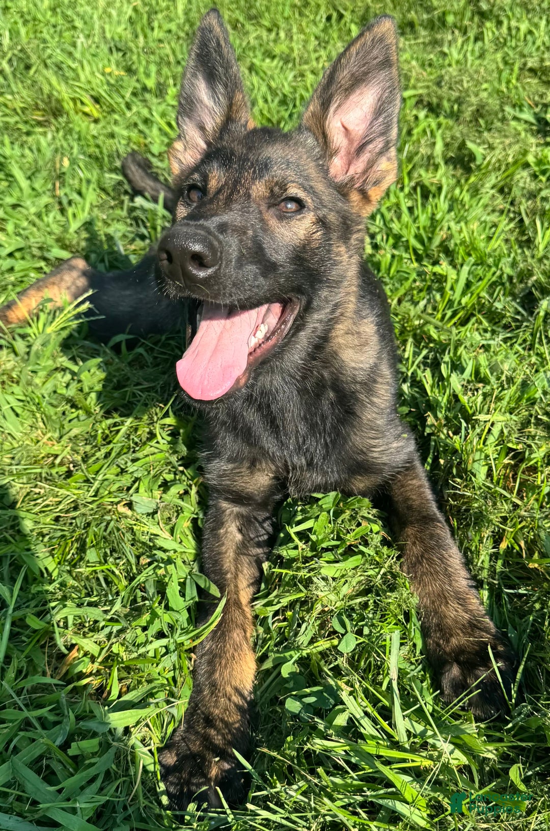 German Shepherd dogs for sale: Luna N Bella - Image 3