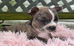 Frenchton dogs for sale: Jayna - Image 1