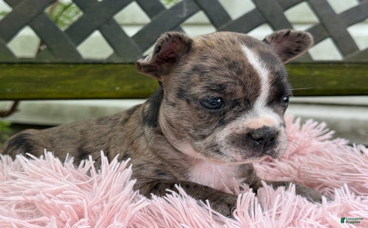 Frenchton dogs for sale - Ad 5