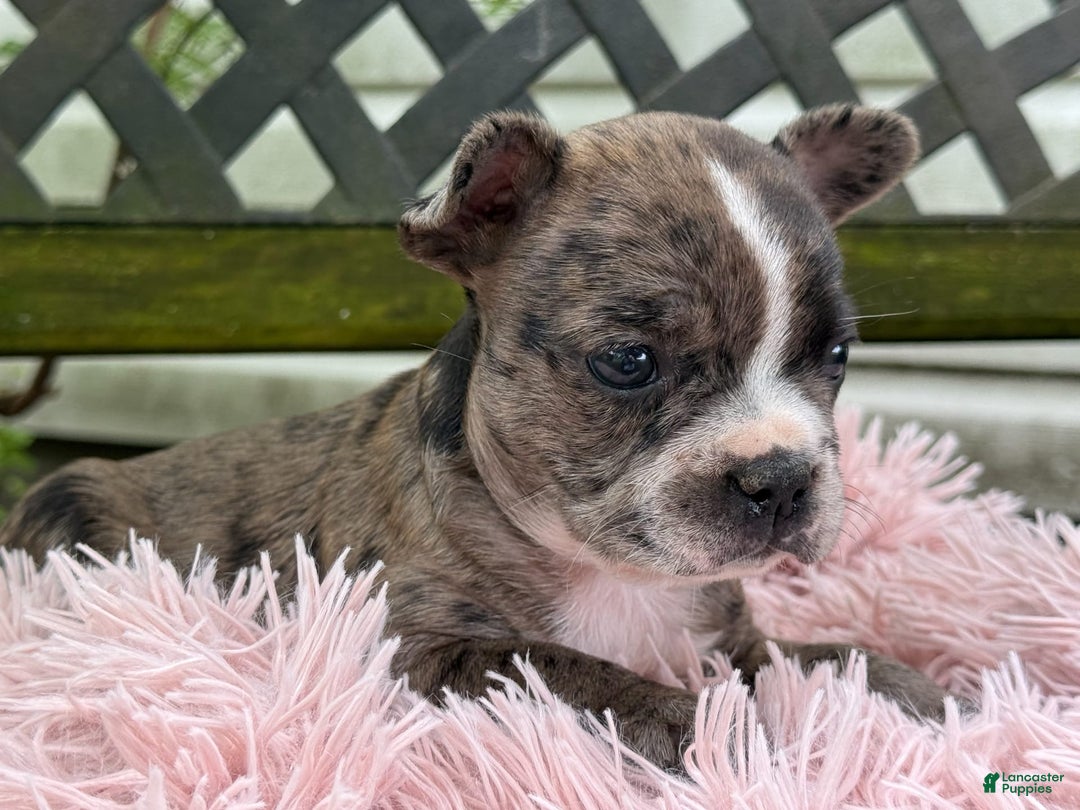 Frenchton dogs for sale: Jayna - Image 1