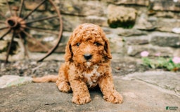 Cavapoo dogs for sale: Milo - Image 1
