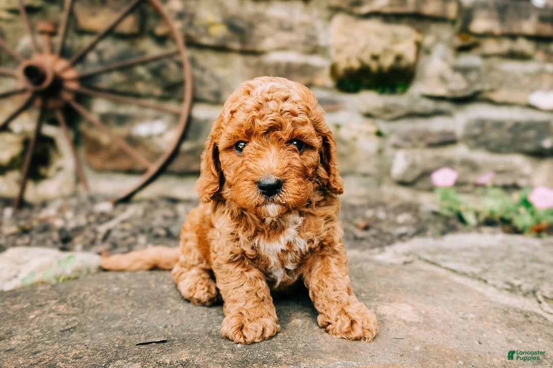 Cavapoo dogs for sale: Milo - Image 1