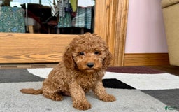 Cockapoo dogs for sale: Waylon - Image 6