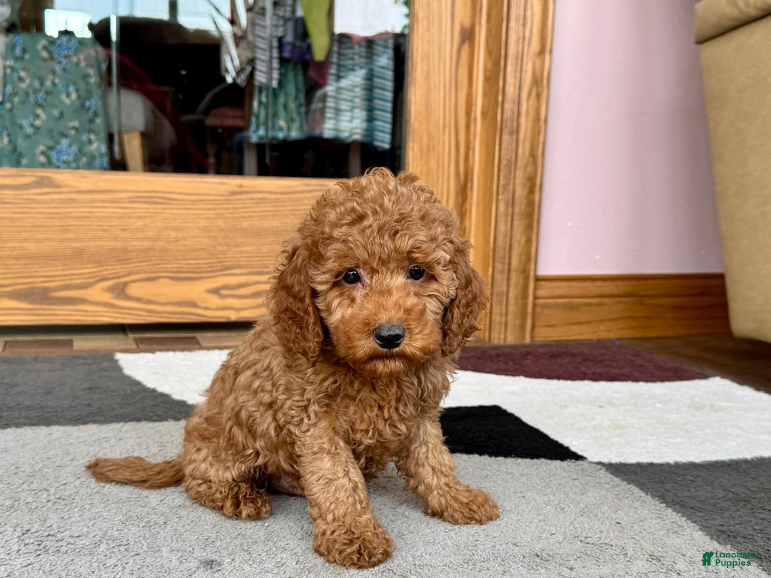 Cockapoo dogs for sale: Waylon - Image 6