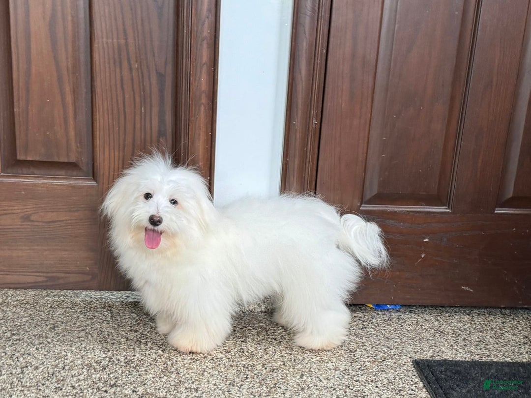 Coton De Tulear dogs for sale: Jj - Image 1