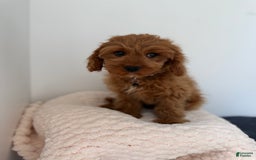 Cavapoo dogs for sale: Milo - Image 2