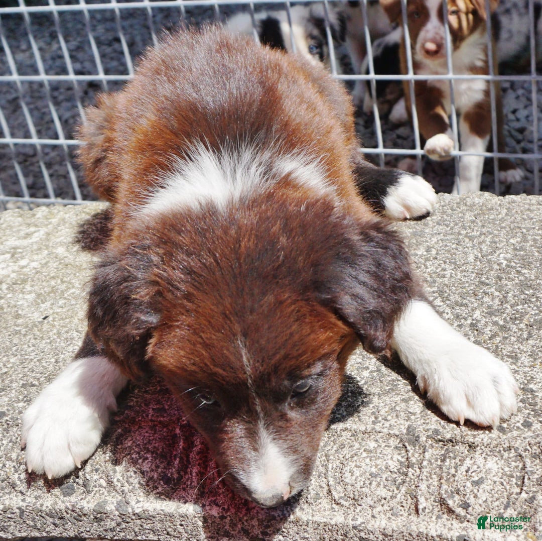 Border Collie dogs for sale: Andy - Image 3