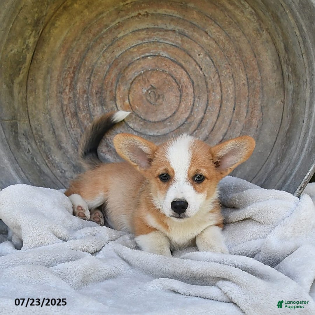 Welsh Corgi Pembroke dogs for sale: Nugget - Image 2