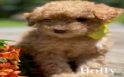 Goldendoodle dogs for sale: Holly - Image 2
