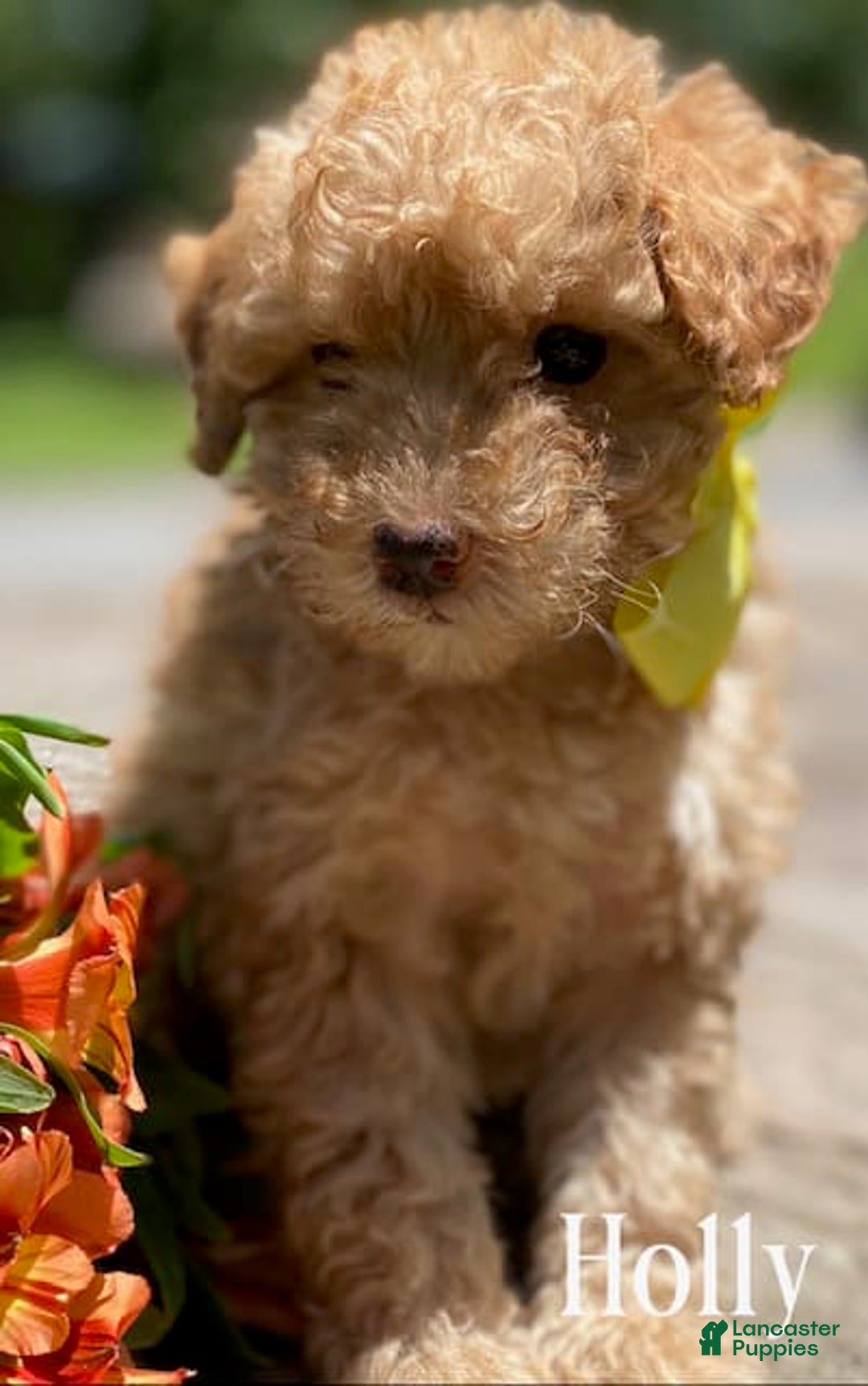 Goldendoodle dogs for sale: Holly - Image 2