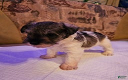 Miniature Schnauzer dogs for sale: Lilly - Image 1