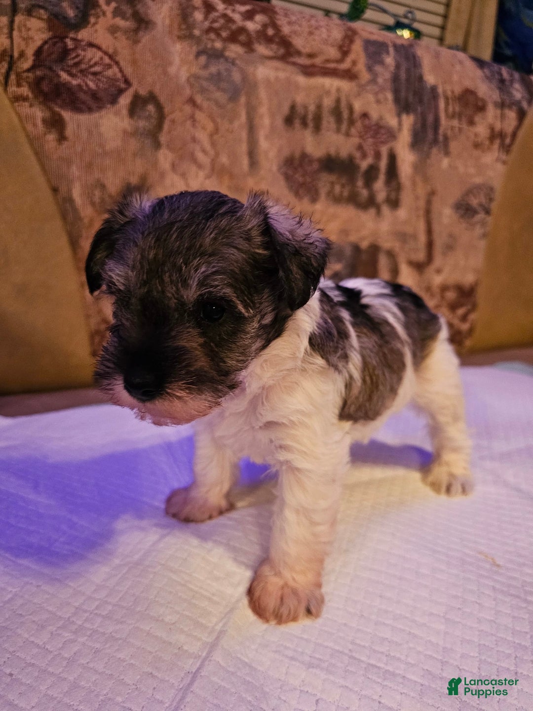 Miniature Schnauzer dogs for sale: Lilly - Image 1