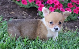 Welsh Corgi Pembroke dogs for sale: Dawson - Image 2