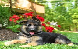 German Shepherd dogs for sale: Brandy - Image 4