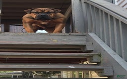 American Bully dogs for sale: Bou - Image 13