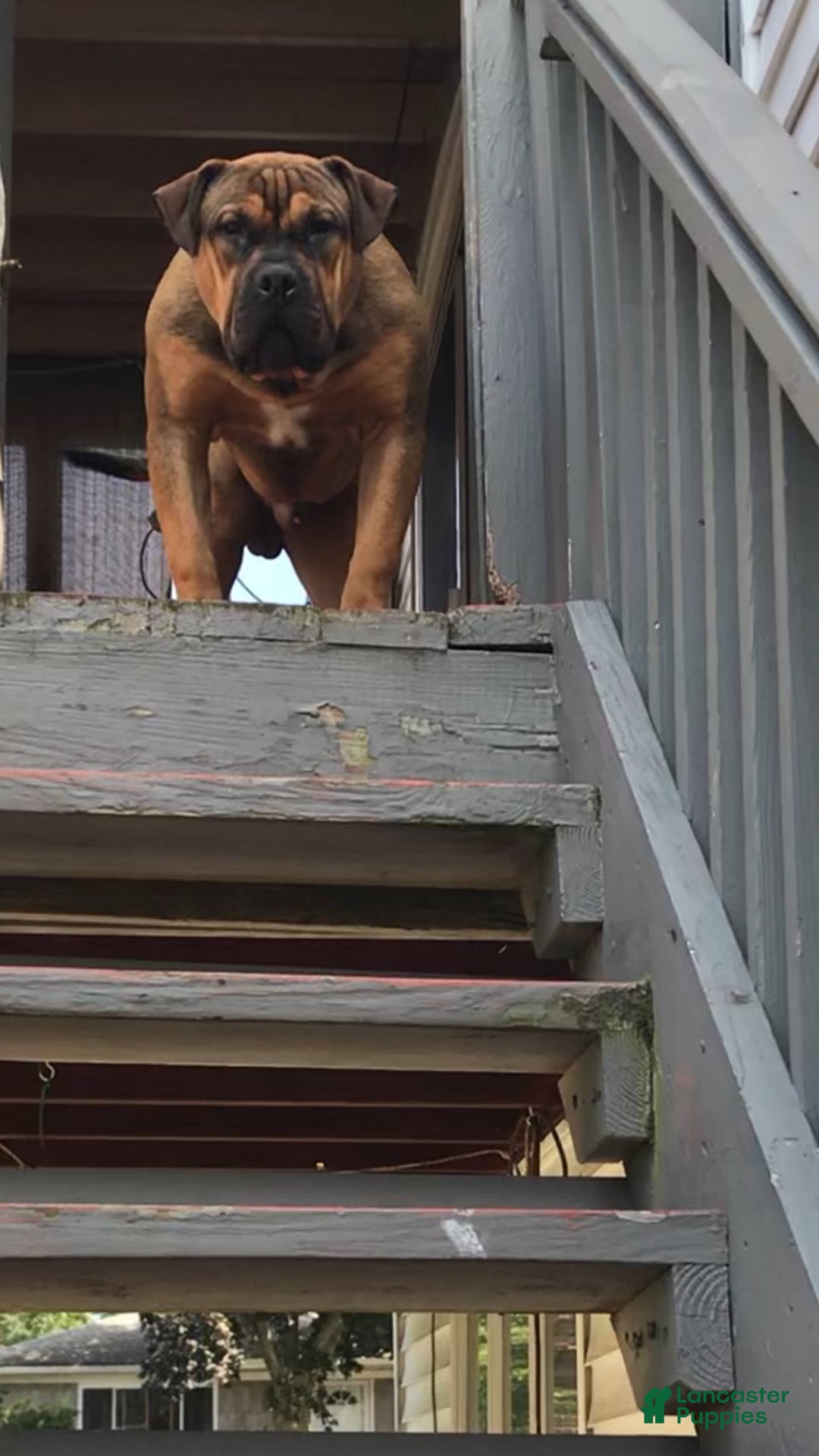 American Bully dogs for sale: Bou - Image 13