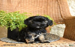 Chihuahua dogs for sale: Leo - Image 1