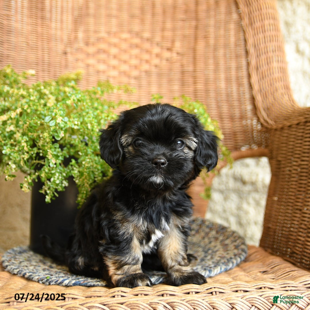 Chihuahua dogs for sale: Leo - Image 1