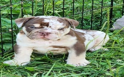 English Bulldog dogs for sale: Rocky - Image 9