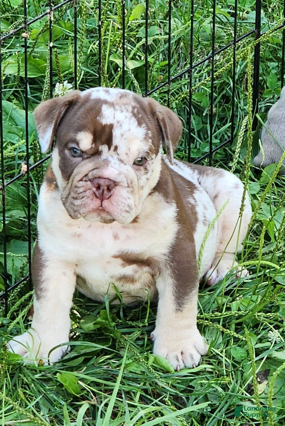English Bulldog dogs for sale: Rocky - Image 9