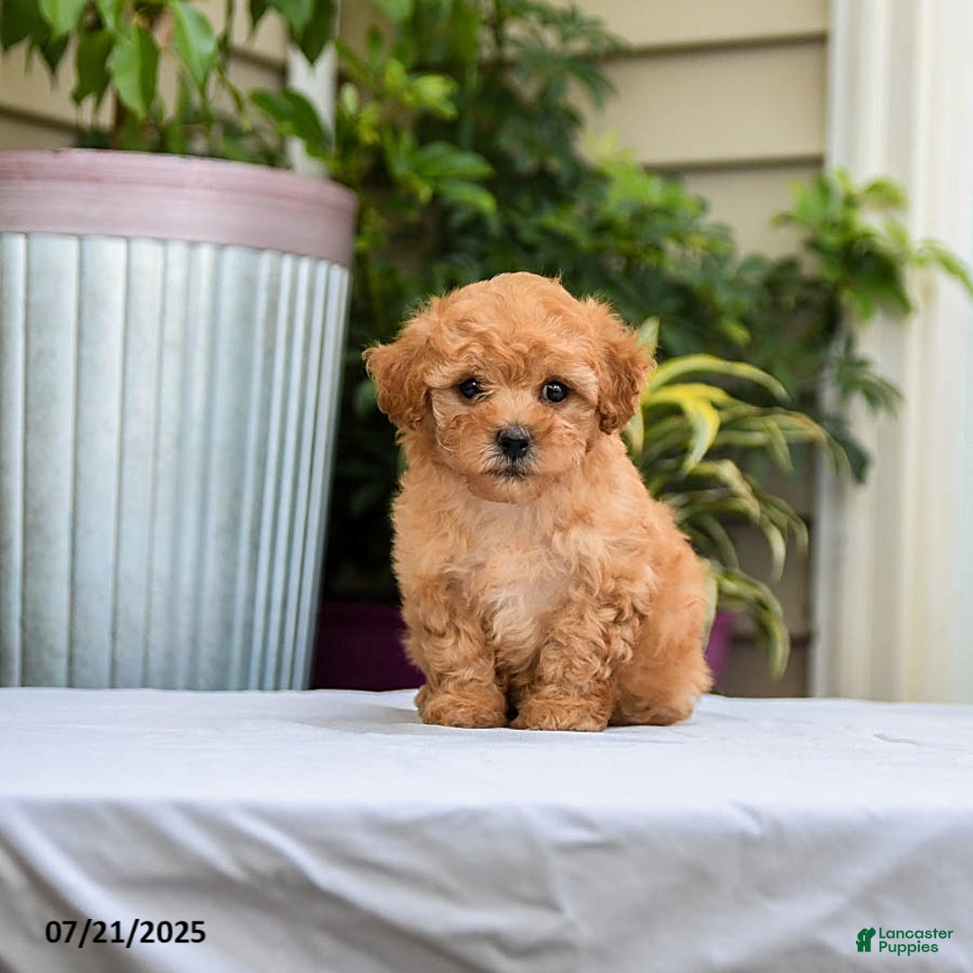 Toy Poodle dogs for sale: Lucy - Image 2