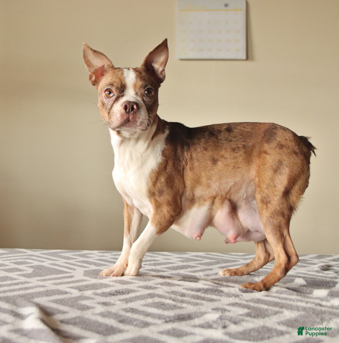 Boston Terrier dogs for sale: Laura - Image 11