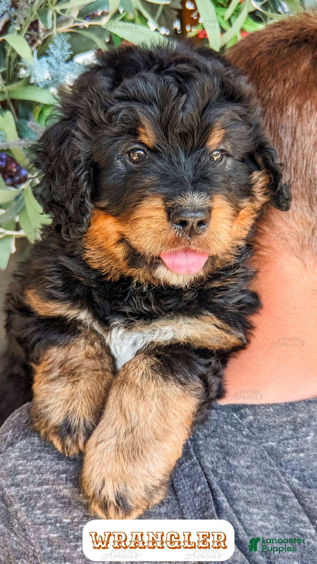Bernedoodle dogs for sale: Wrangler - Image 17