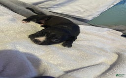 American Bully dogs for sale: Jazz - Image 2