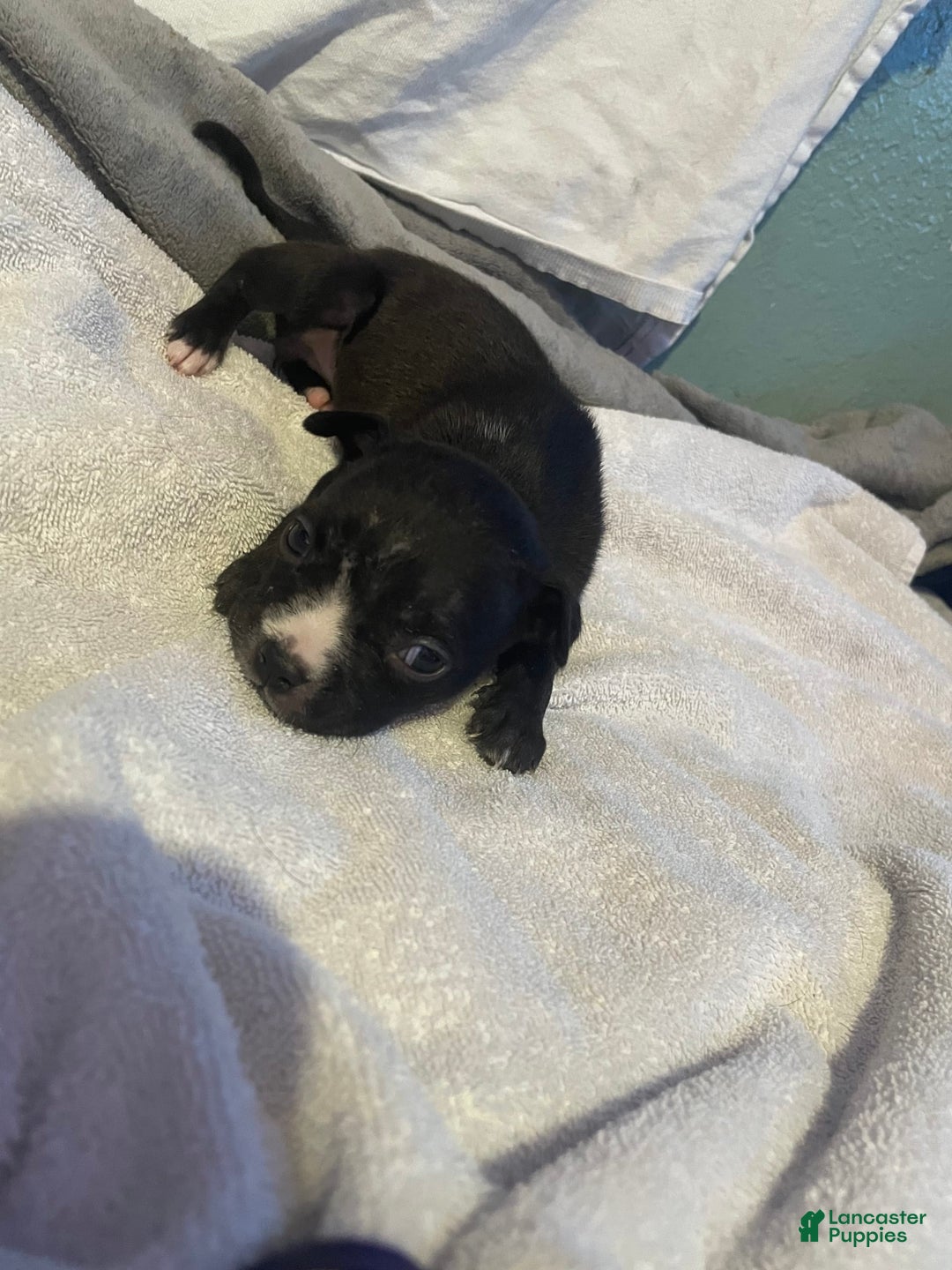 American Bully dogs for sale: Jazz - Image 2
