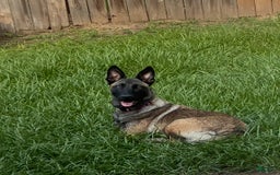 Belgian Malinois dogs for sale: Nova - Image 2