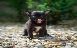 Pomchi dogs for sale: Batty - Image 1