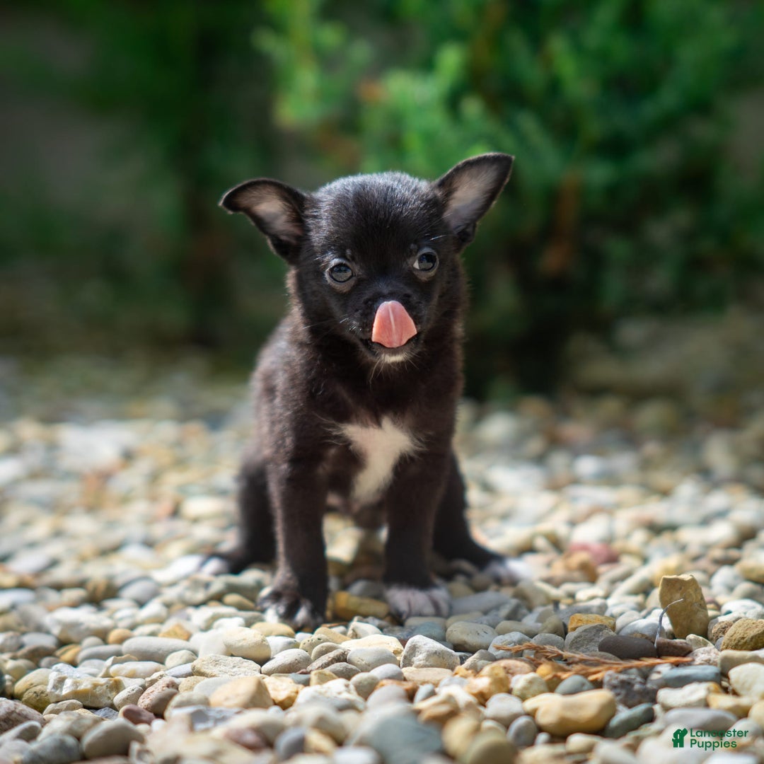 Pomchi dogs for sale: Batty - Image 1