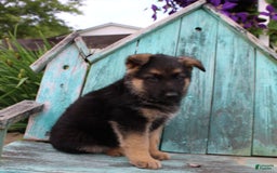 German Shepherd dogs for sale: Bear - Image 5
