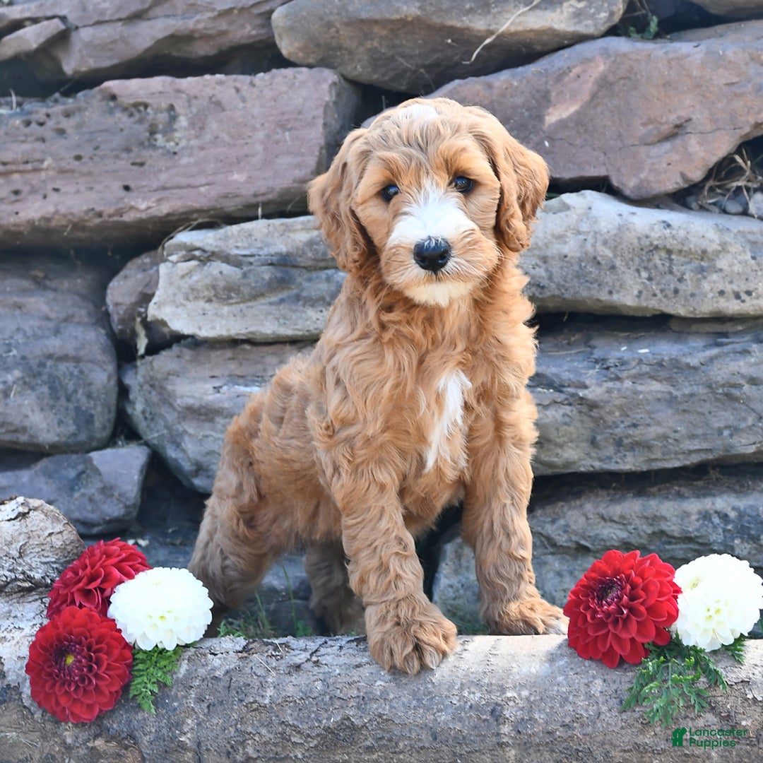 Mini Goldendoodle dogs for sale: Sophie - Image 2