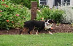Miniature Australian Shepherd dogs for sale: Eisenhower - Image 5