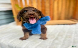 Labradoodle dogs for sale: Sweet Tea - Image 1