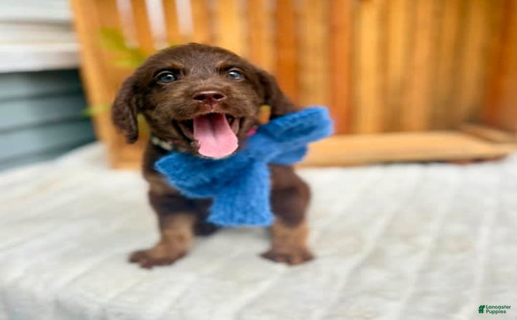 Labradoodle dogs for sale - Ad 5