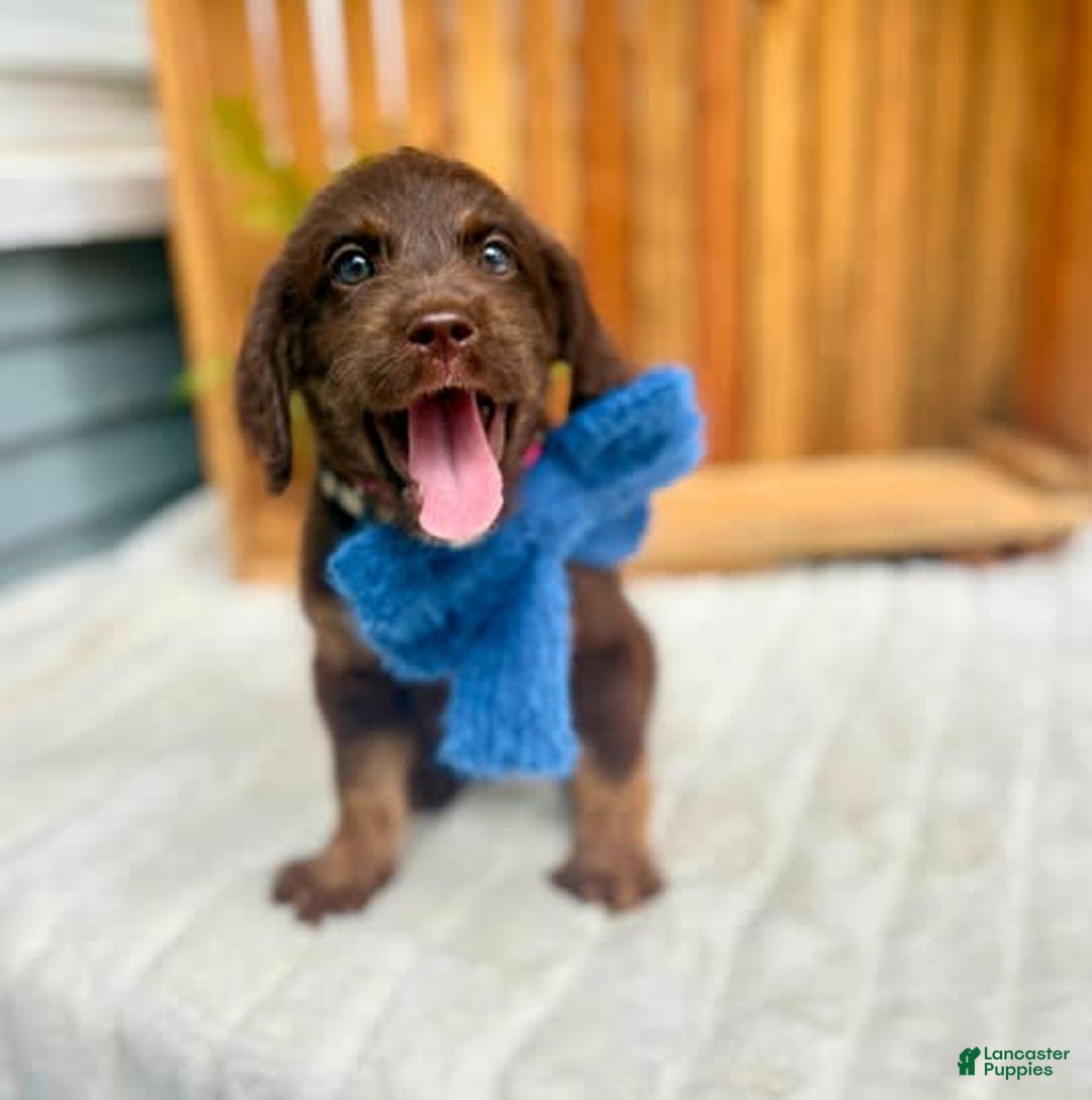 Labradoodle dogs for sale: Sweet Tea - Image 1