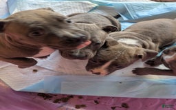 American Pit Bull Terrier dogs for sale: Piglet - Image 2