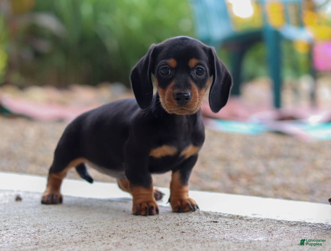 Miniature Dachshund dogs for sale: Miniature Dachshund 3 puppies - Image 2