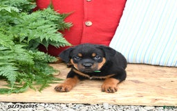 Rottweiler dogs for sale: Ralph - Image 5