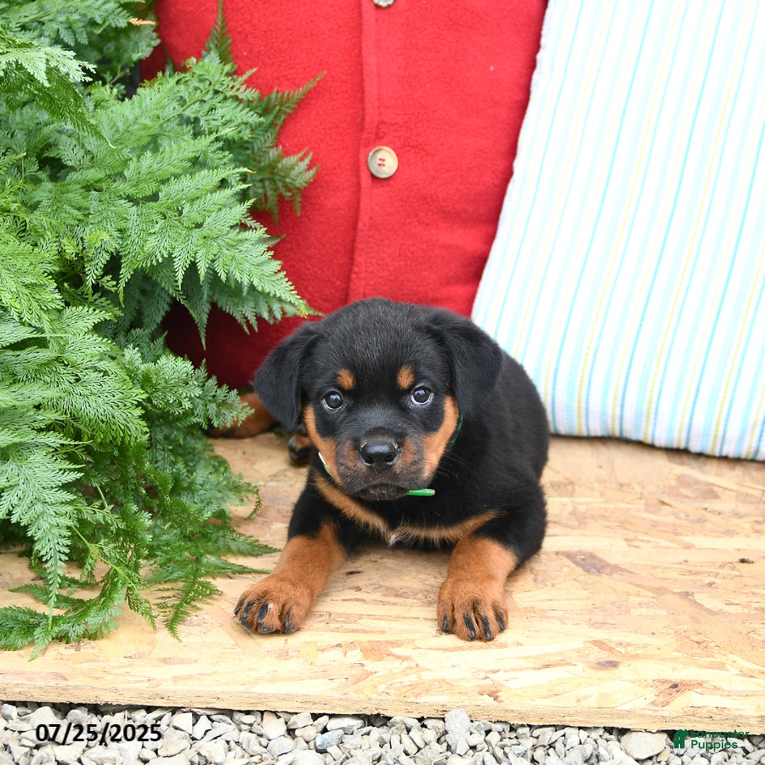 Rottweiler dogs for sale: Ralph - Image 5