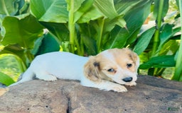Miniature Dachshund dogs for sale: Libby LH - Image 3
