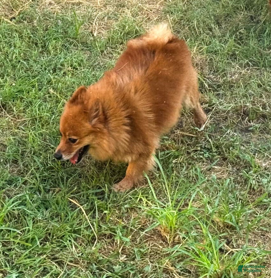 Pomeranian dogs for sale: Abbigail - Image 18
