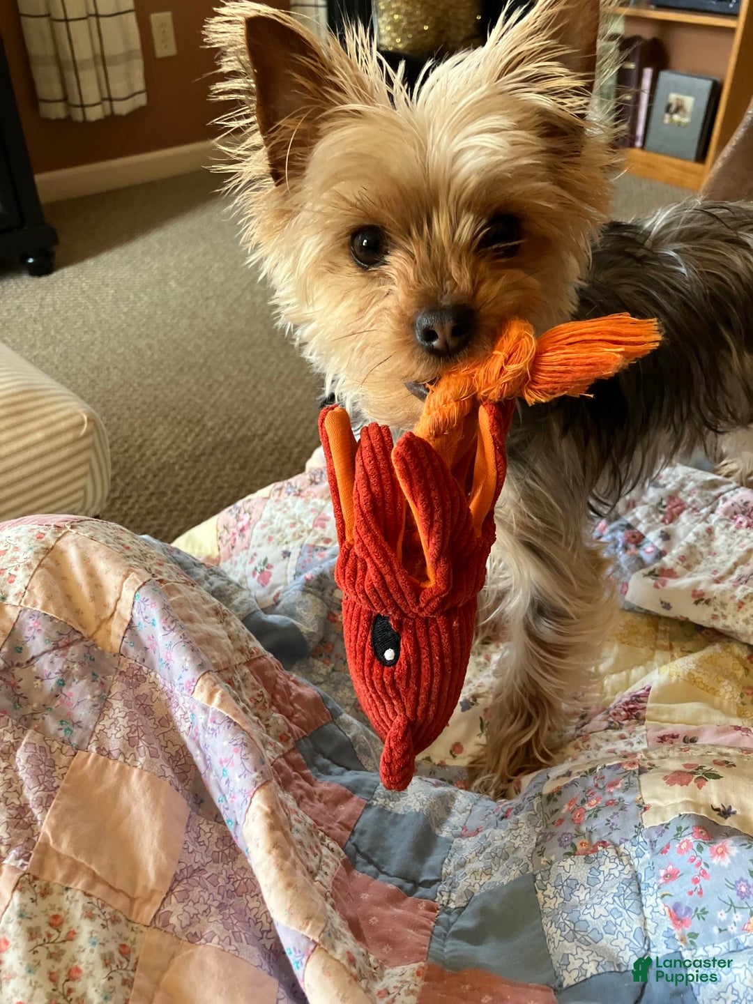Yorkshire Terrier dogs for sale: Rey - Image 5