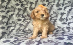 Cavapoo dogs for sale: Ziggy - Image 2