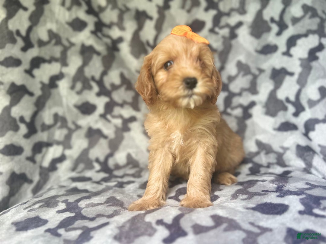 Cavapoo dogs for sale: Ziggy - Image 2