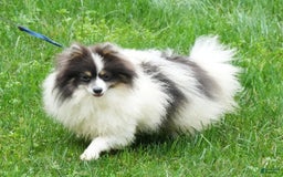 Pomeranian dogs for sale: Ivy - Image 10