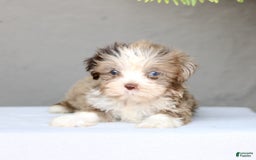 Shihpoo dogs for sale: Danny - Image 4